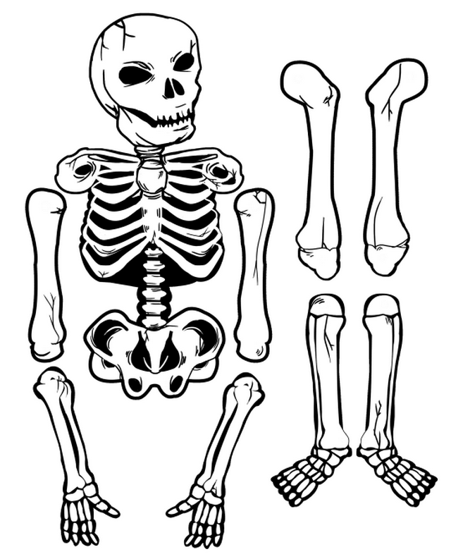 рисунок для костюма скелета